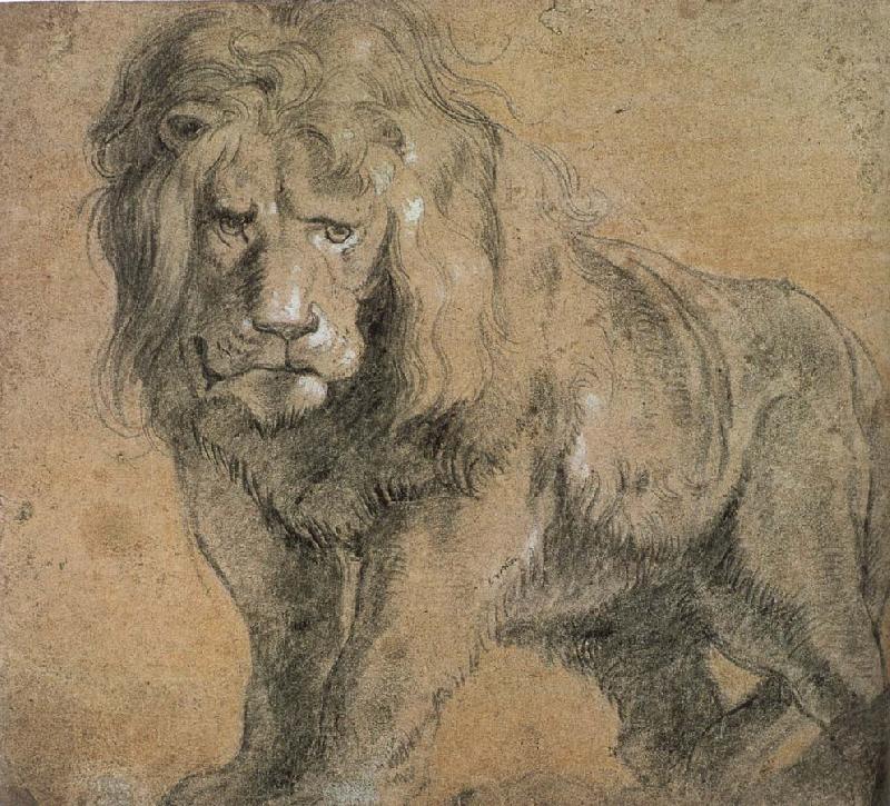 Peter Paul Rubens Standing lion china oil painting image